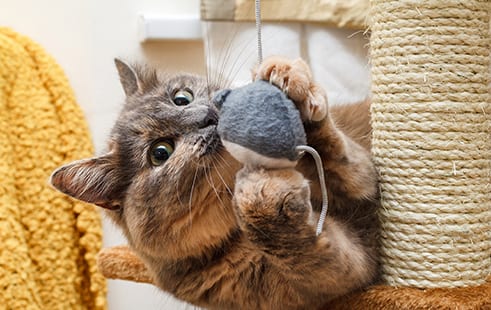 cat-playing Pet Boarding in Kettering: Cat Playing On Scratch Tower
