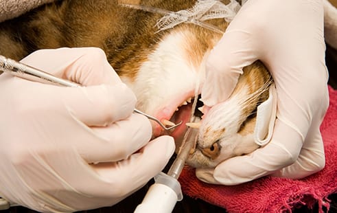 Dog and Cat Teeth Cleaning in Kettering, OH