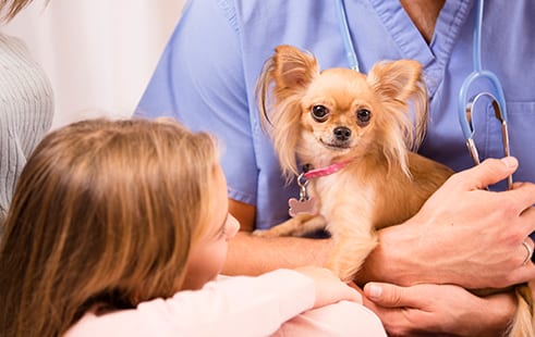 Wellness Exams for Pets in Kettering, OH