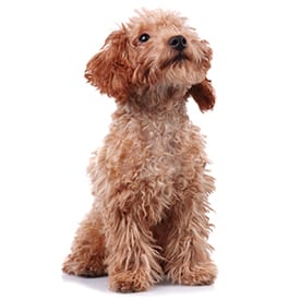 emergency1 Animal Emergency Hospital in Kettering: Sitting Puppy