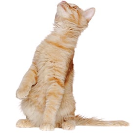 emergency2 Animal Emergency Hospital in Kettering: Cat Sitting