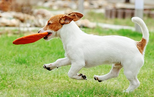 Pet Boarding in Kettering: Dog Playing With Frisbee