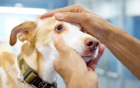Dog neurological care exam