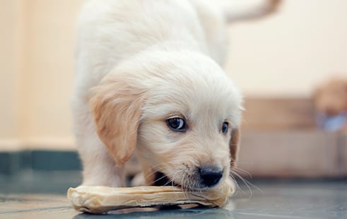 Puppy with dental chew bone