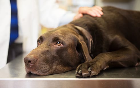 Dog at our Animal Hospital for Internal Pet Medicine