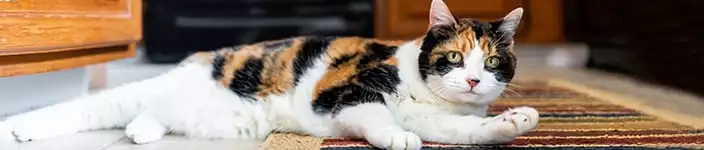 Cat Friendly Practice in Kettering: Cat Laying On Rug