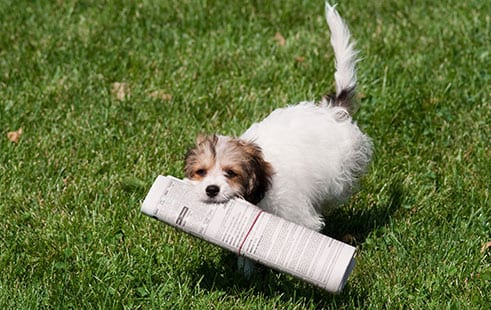 Veterinary Forms in Kettering: Dog Fetching Newspaper