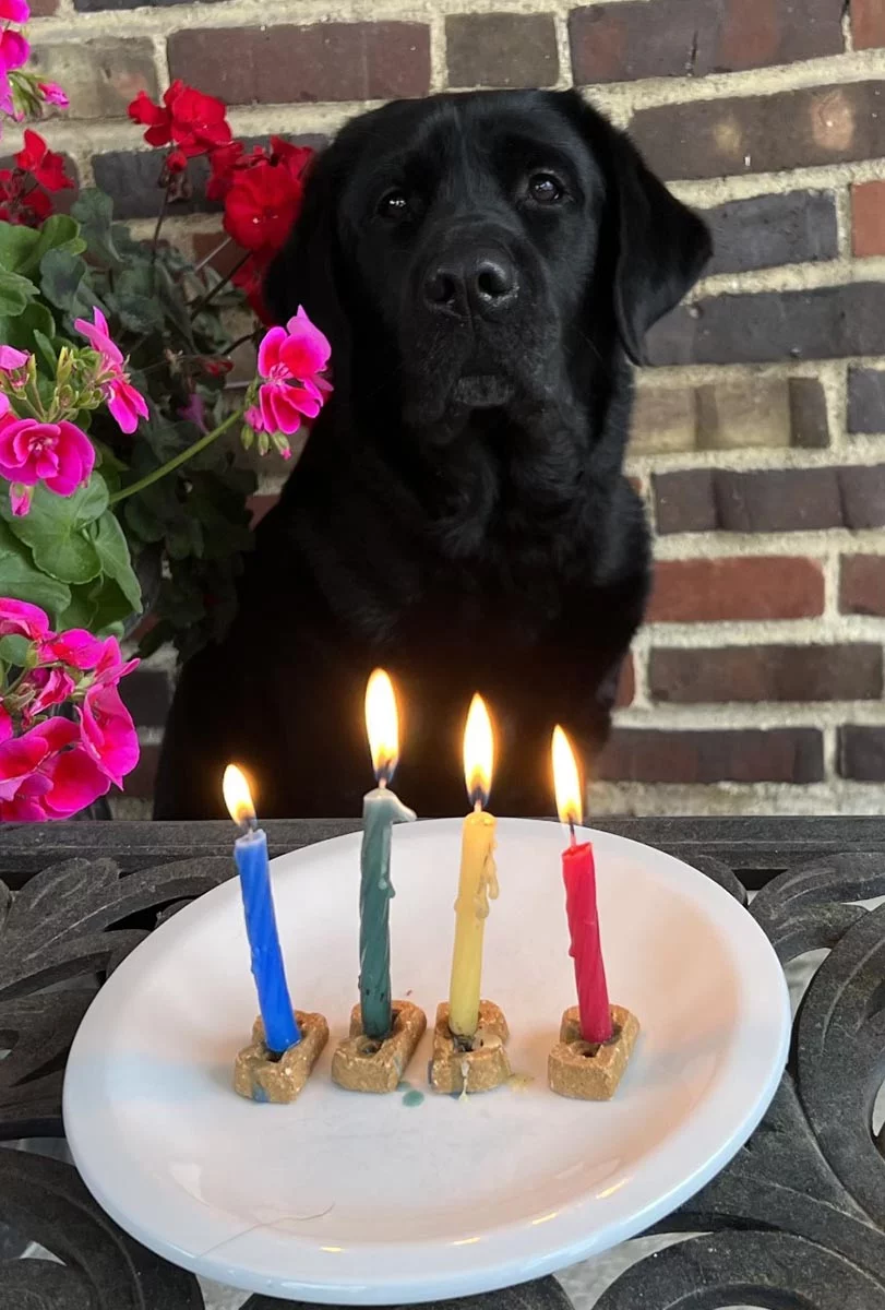 Dog with cake